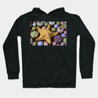 Giant Star And Sea Urchins Hoodie